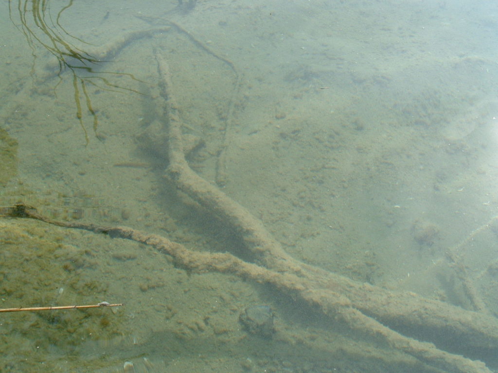 Makler Stechlin - Ökologie des Sees